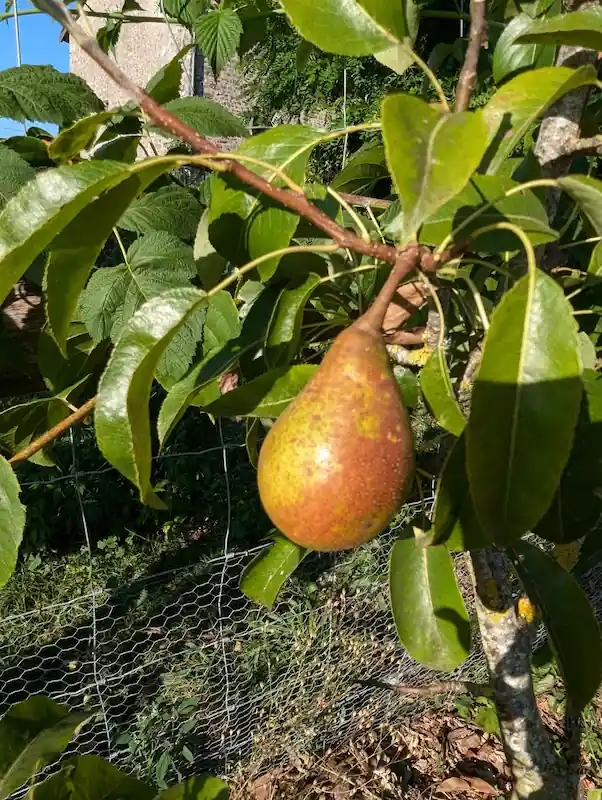 Poirier Louise Bonne d'Avranches