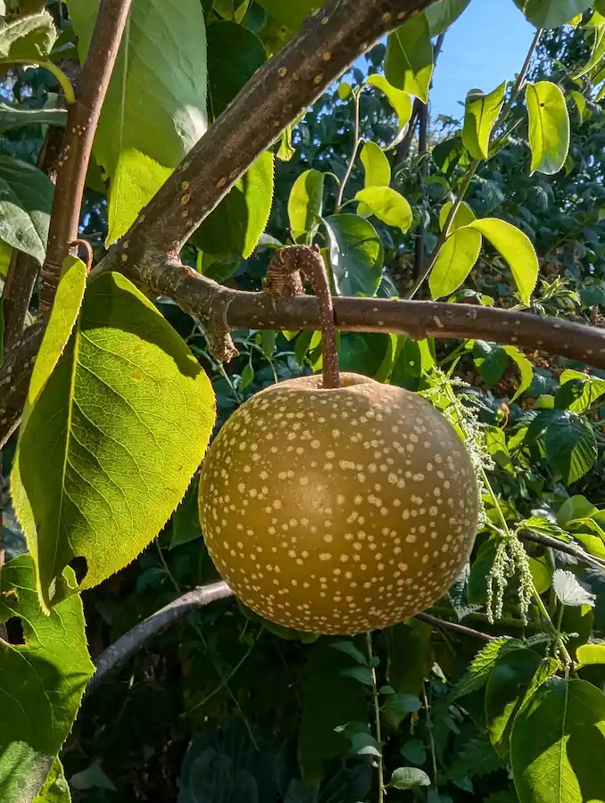 Nashi Ya Li