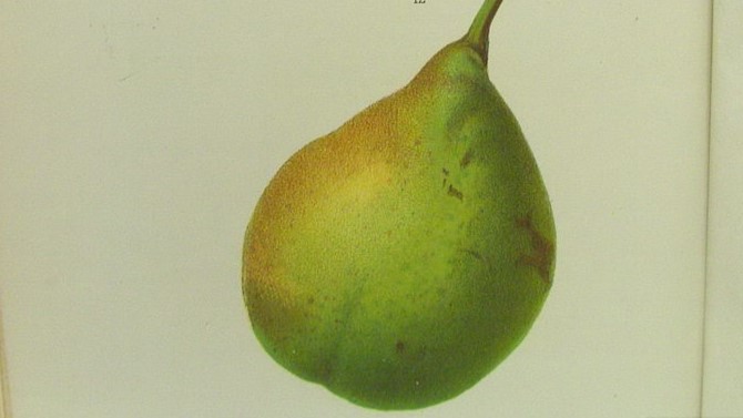 Poirier Figue d'Alençon