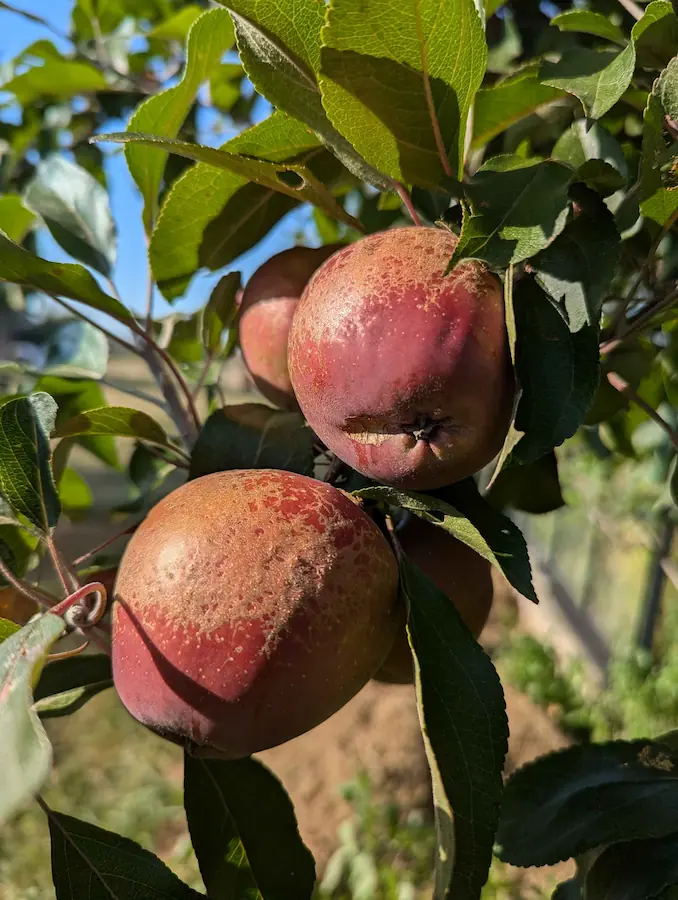 Pommier Sanguinole