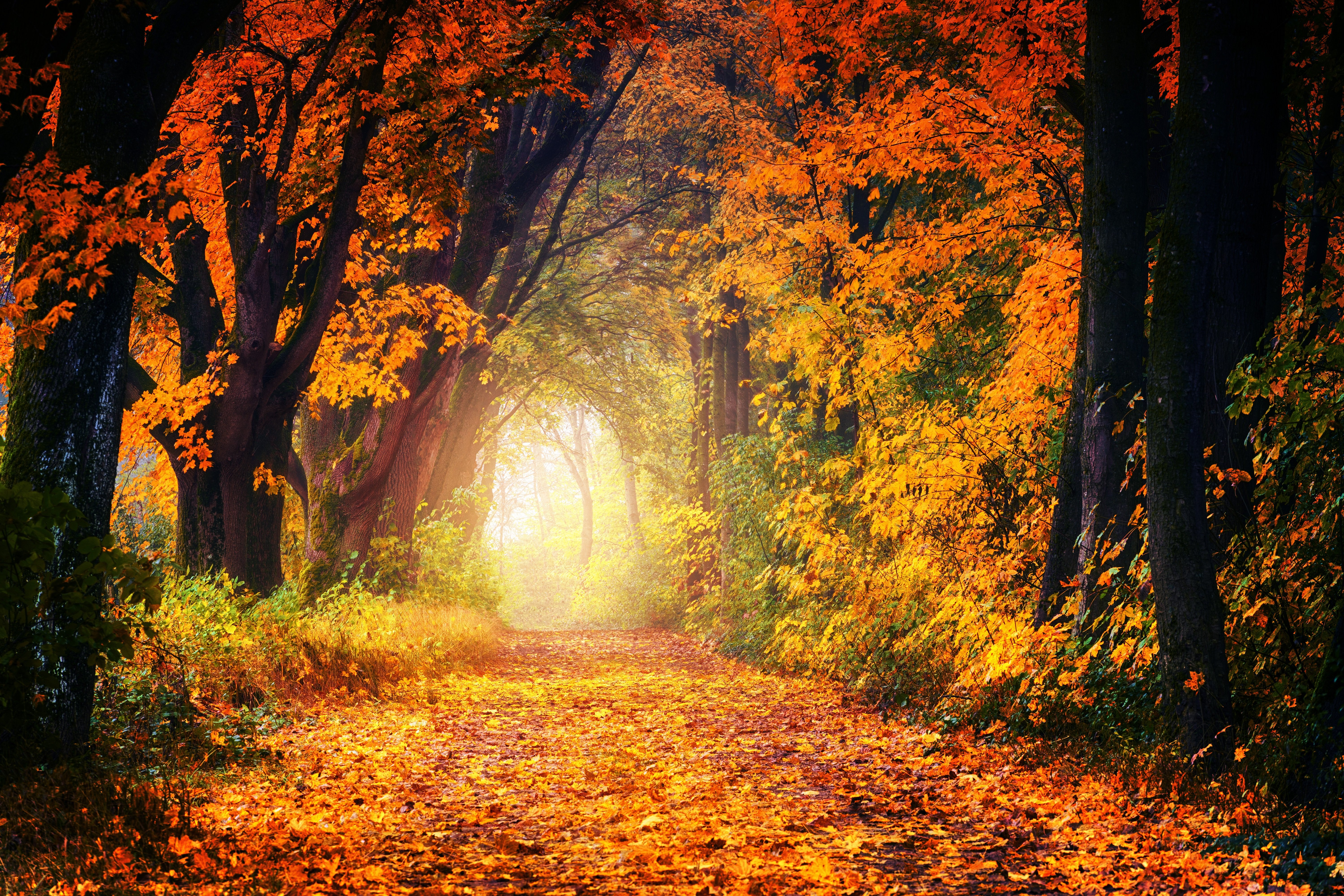 jplenio-fall-3186876.jpg