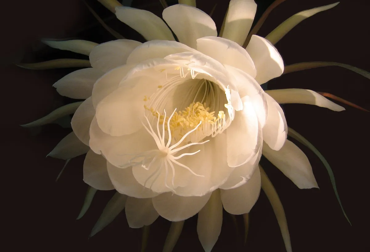 風の時代のライオンズゲートに向けての取り組み①～月下美人の花に降りてきたメッセージ