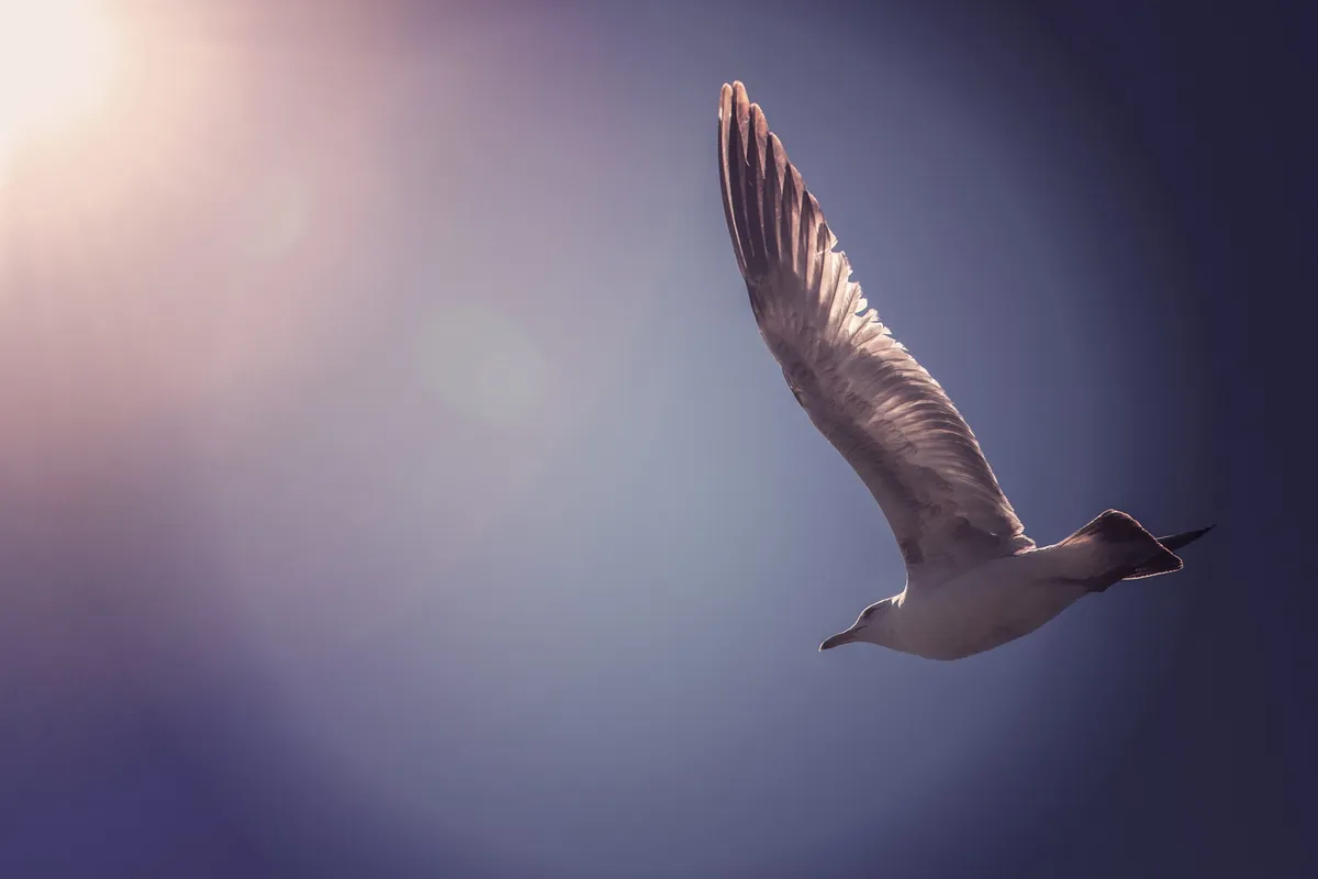 風の時代の理想的なコミュニティより贈る 2021/8/8 しし座16度14分新月のエナジーナビより