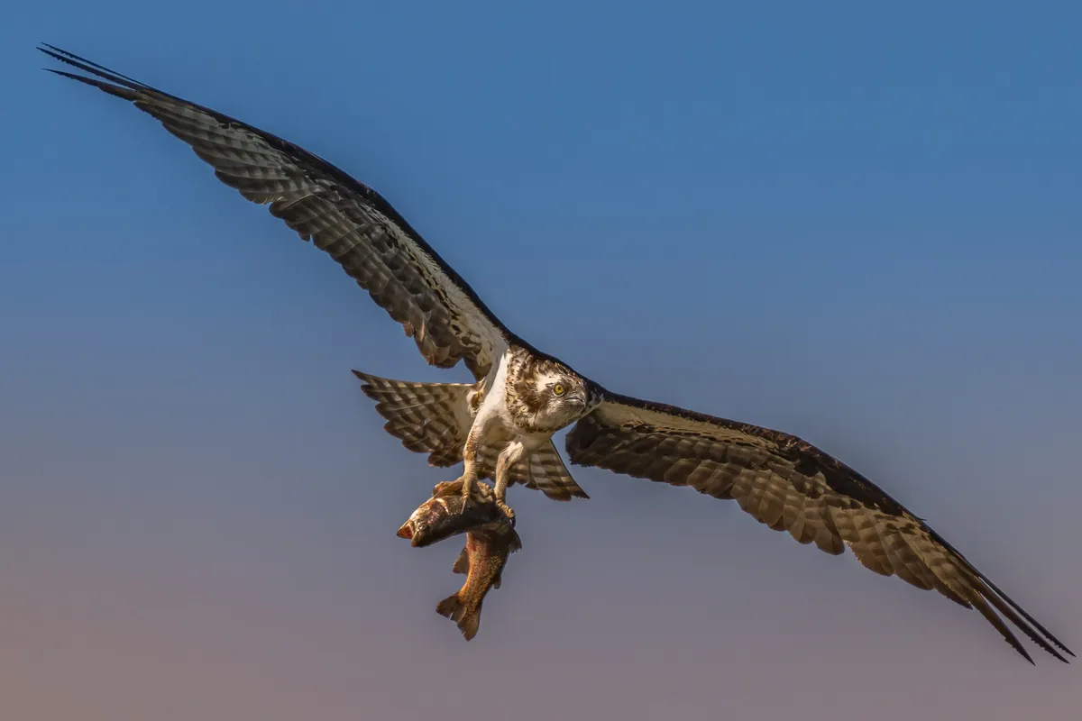 風の時代を生き抜くストラテジー：自動生成プログラム～死と再生の準備編2023〜　スタートします！