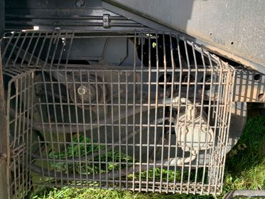 CASE AFX 8010 Combine Harvester / 2005  (76)