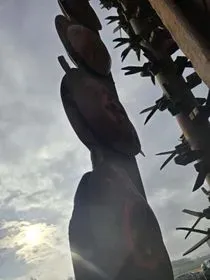 Pottinger NOVACAT 302 ED / 2013 (4)