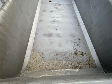 CARNEHL CHKS / A (15)