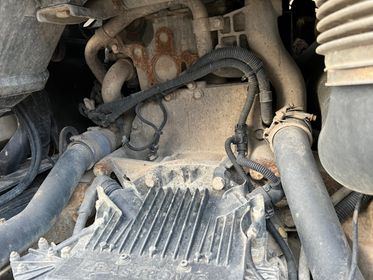 CARNEHL CHKS / A (17)