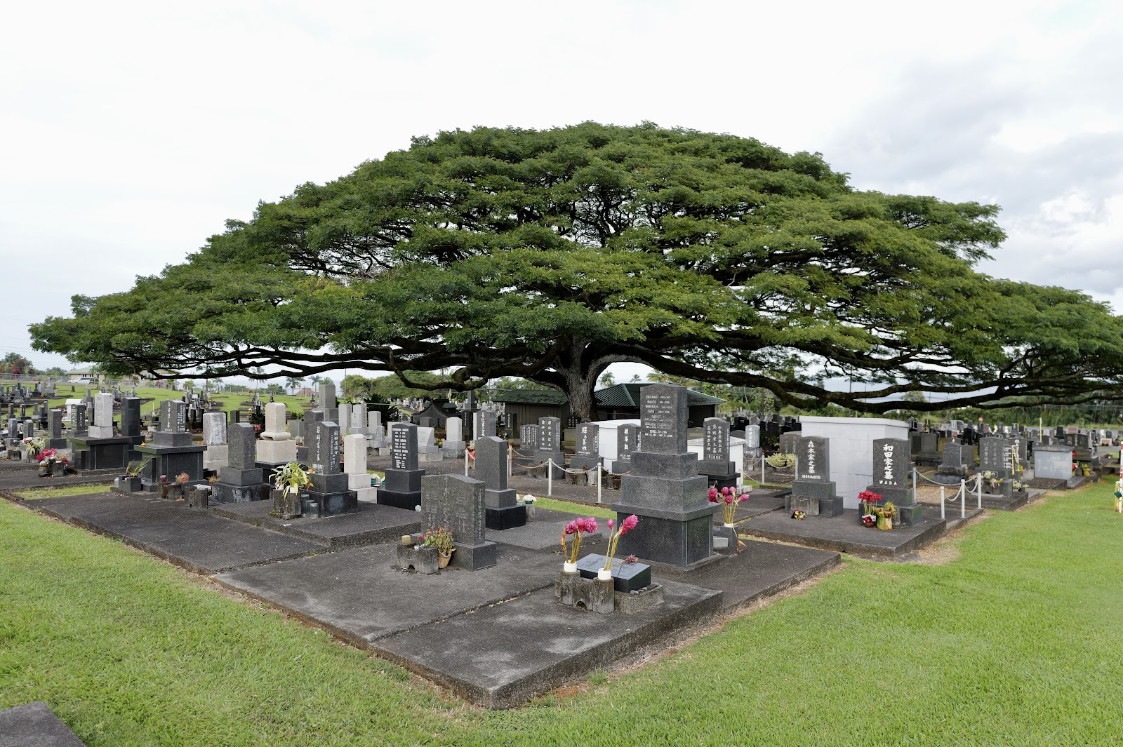 ‘Alae Cemetery headstone and grounds