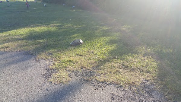 Alamance Memorial Park grounds
