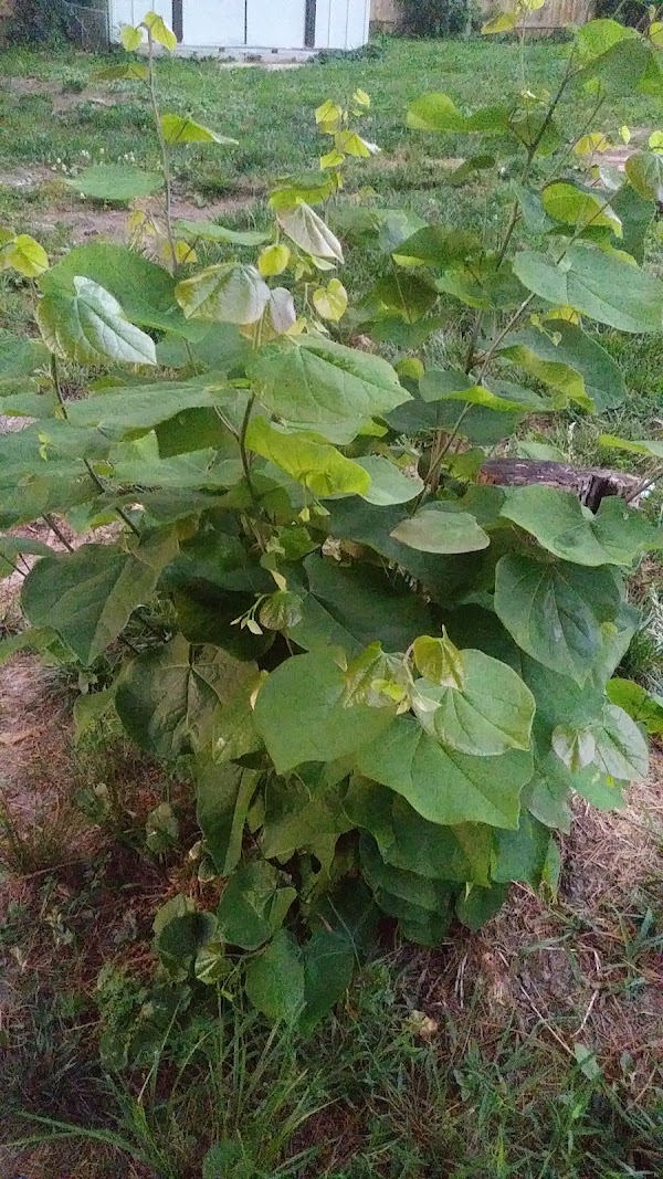 All Saints Cemetery grounds