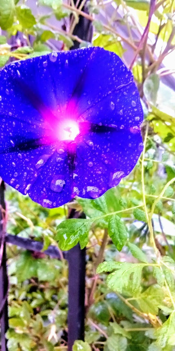 All Saints Cemetery grounds