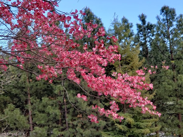 Amador Memorial Cemetery grounds