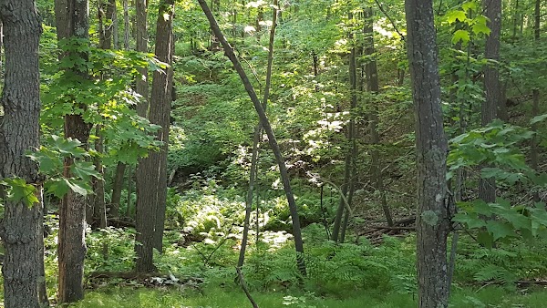 American Legion Memorial Park grounds