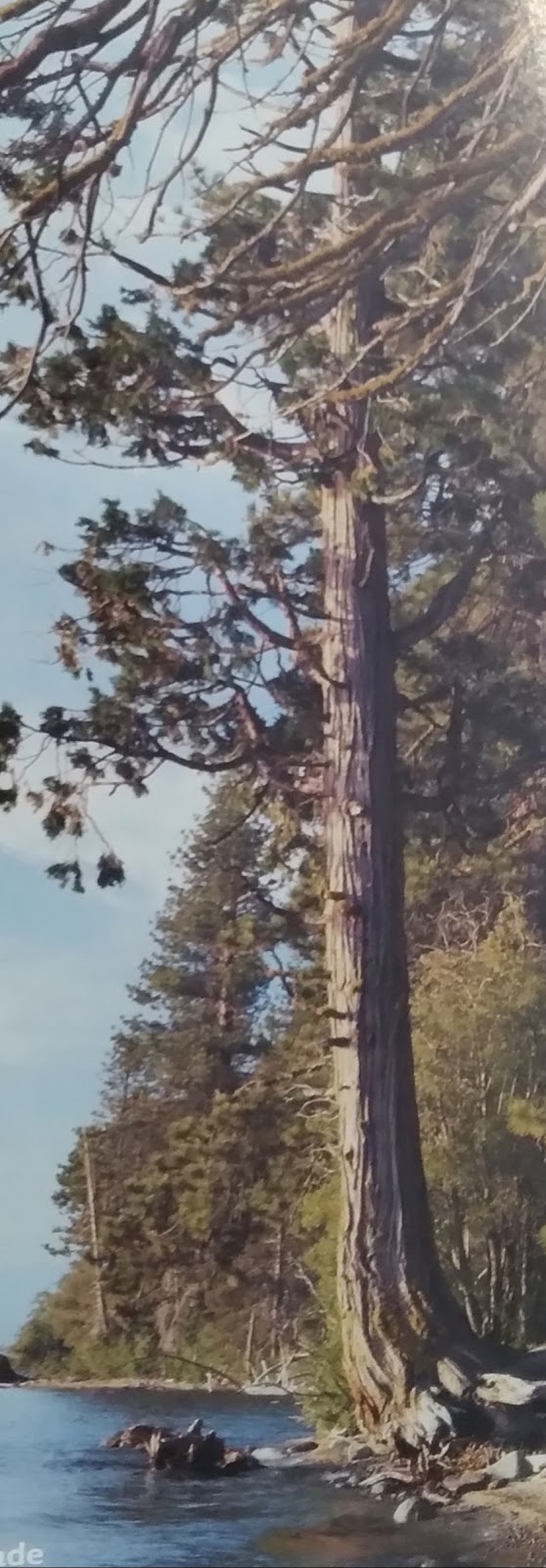 Anderson Cemetery (also, Paul's Graveyard) grounds