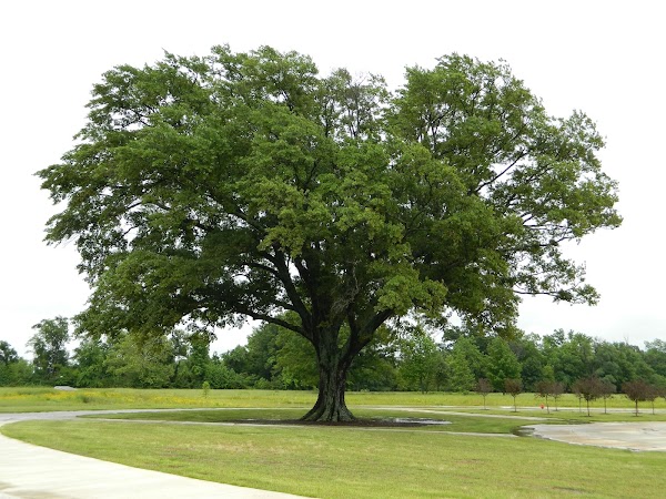 Arkansas State Veterans Cemetery grounds