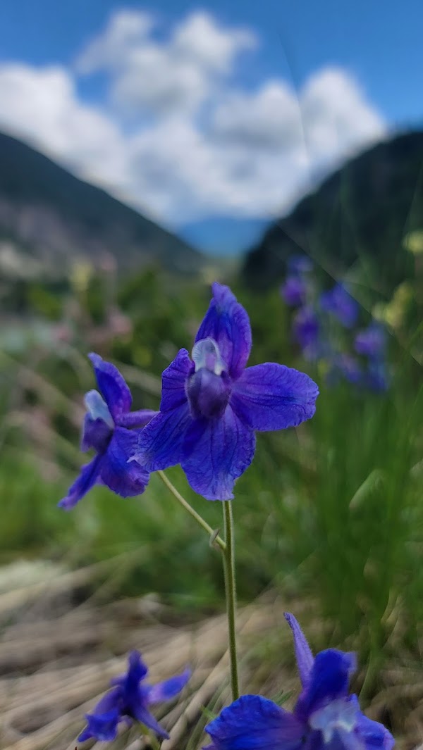 Berne Roadside Park grounds