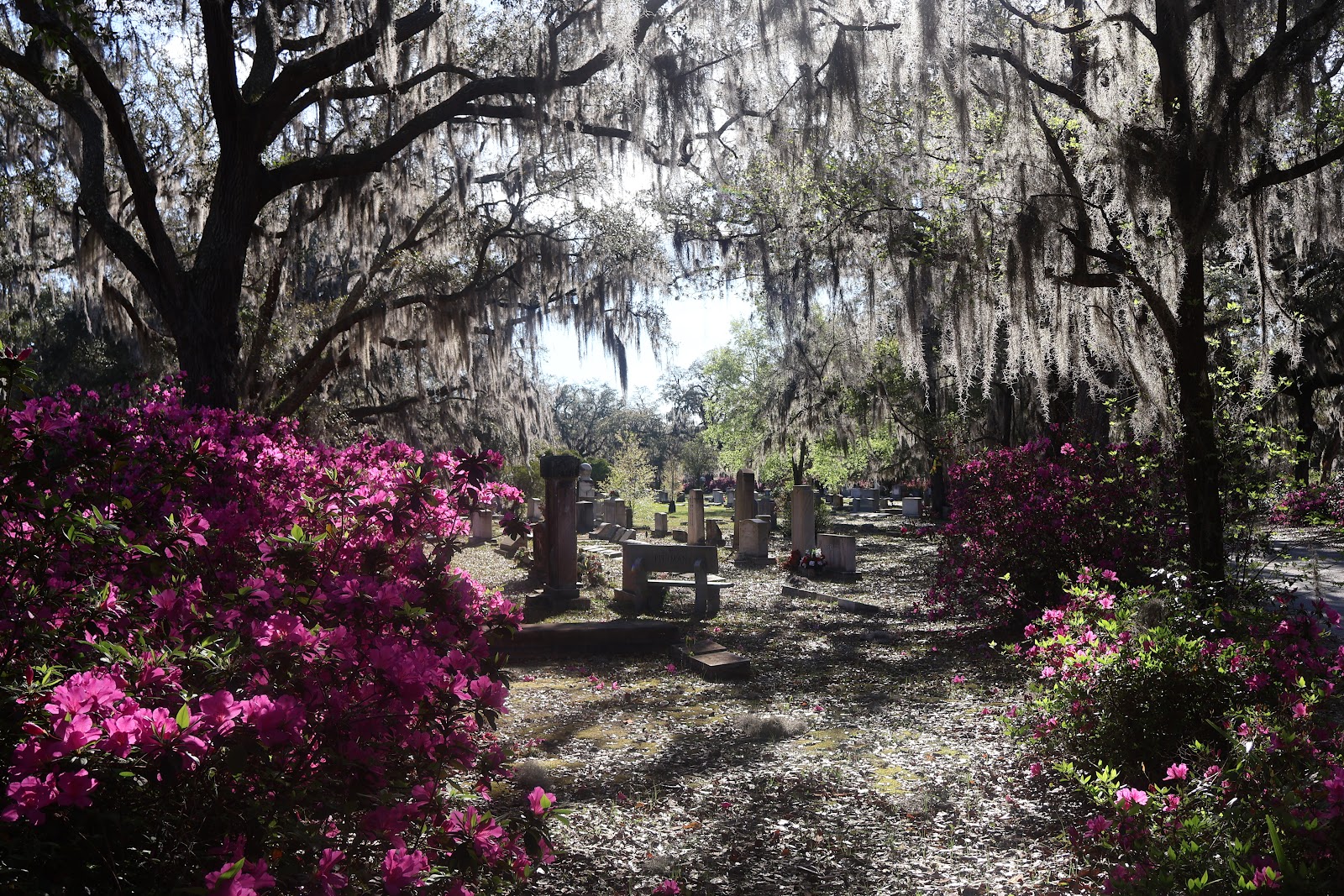 Bonaventure Cemetery cemetery grounds and headstones