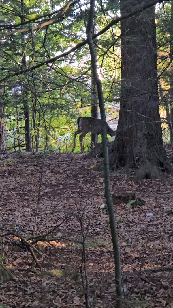 Bonney Woods Memorial grounds