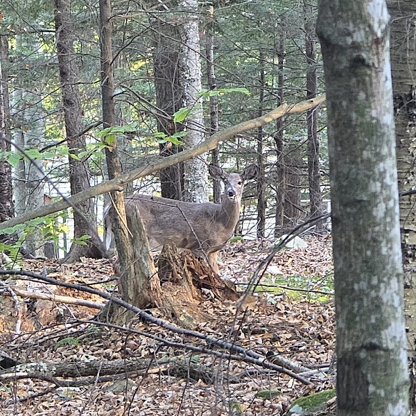 Bonney Woods Memorial grounds
