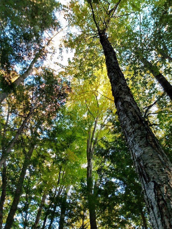 Bonney Woods Memorial grounds