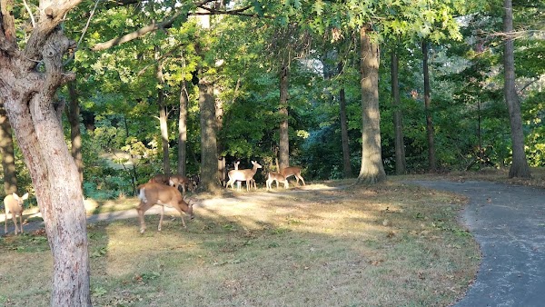 Brooklyn Memorial Park grounds