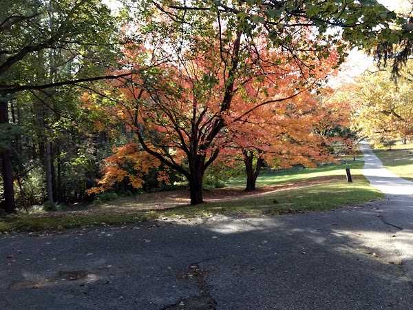 Cadillac Maple Hill Cemetery grounds
