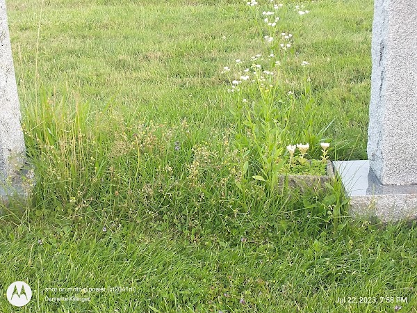 Calvary Cemetery grounds