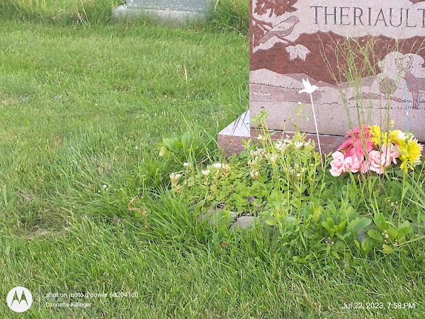 Calvary Cemetery grounds