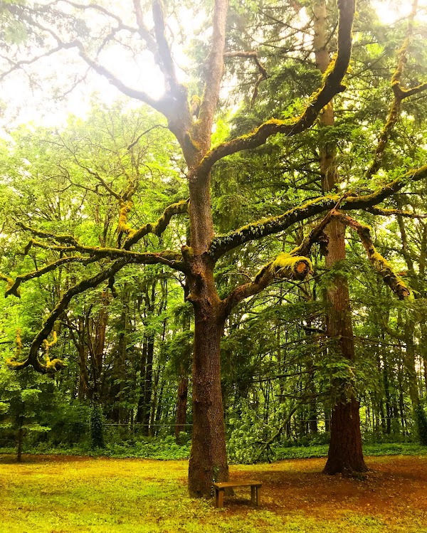 Canemah Pioneer Cemetery grounds