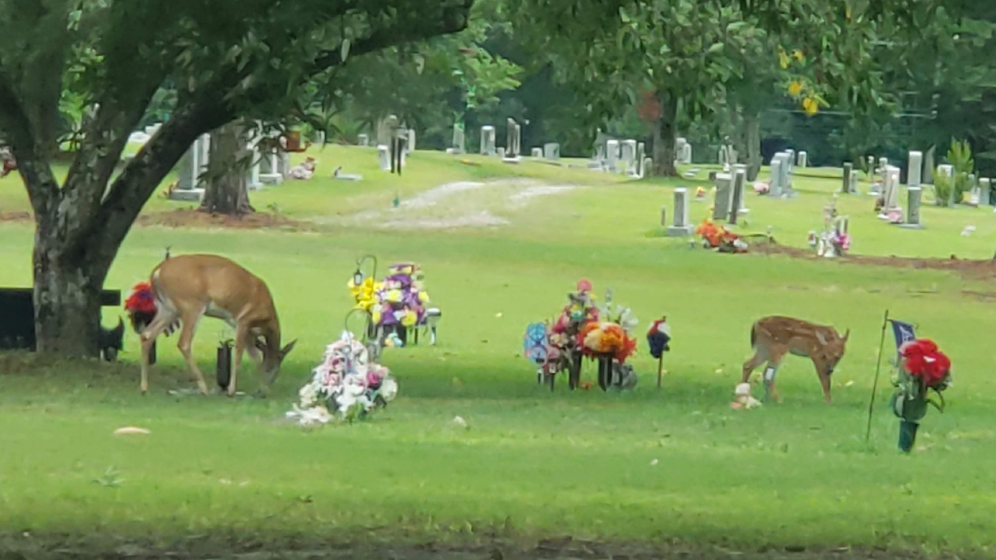 Carolina Memorial Gardens