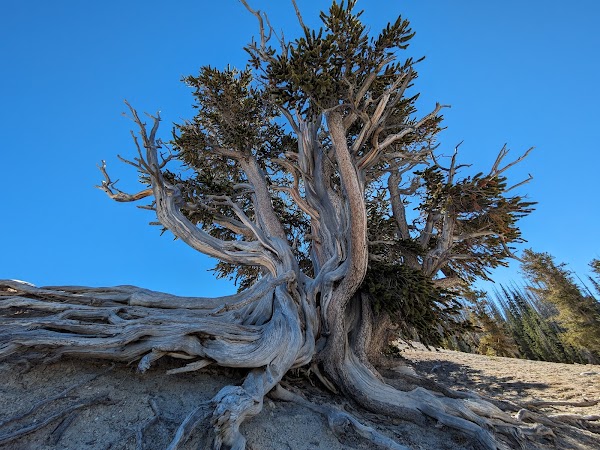 Cedar Breaks National Monument grounds
