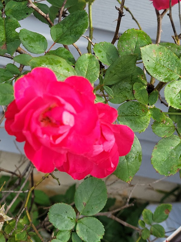 Cedar Hill Cemetery grounds