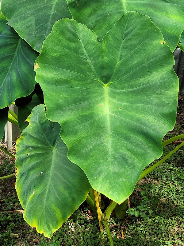 Cedar Hill Cemetery grounds