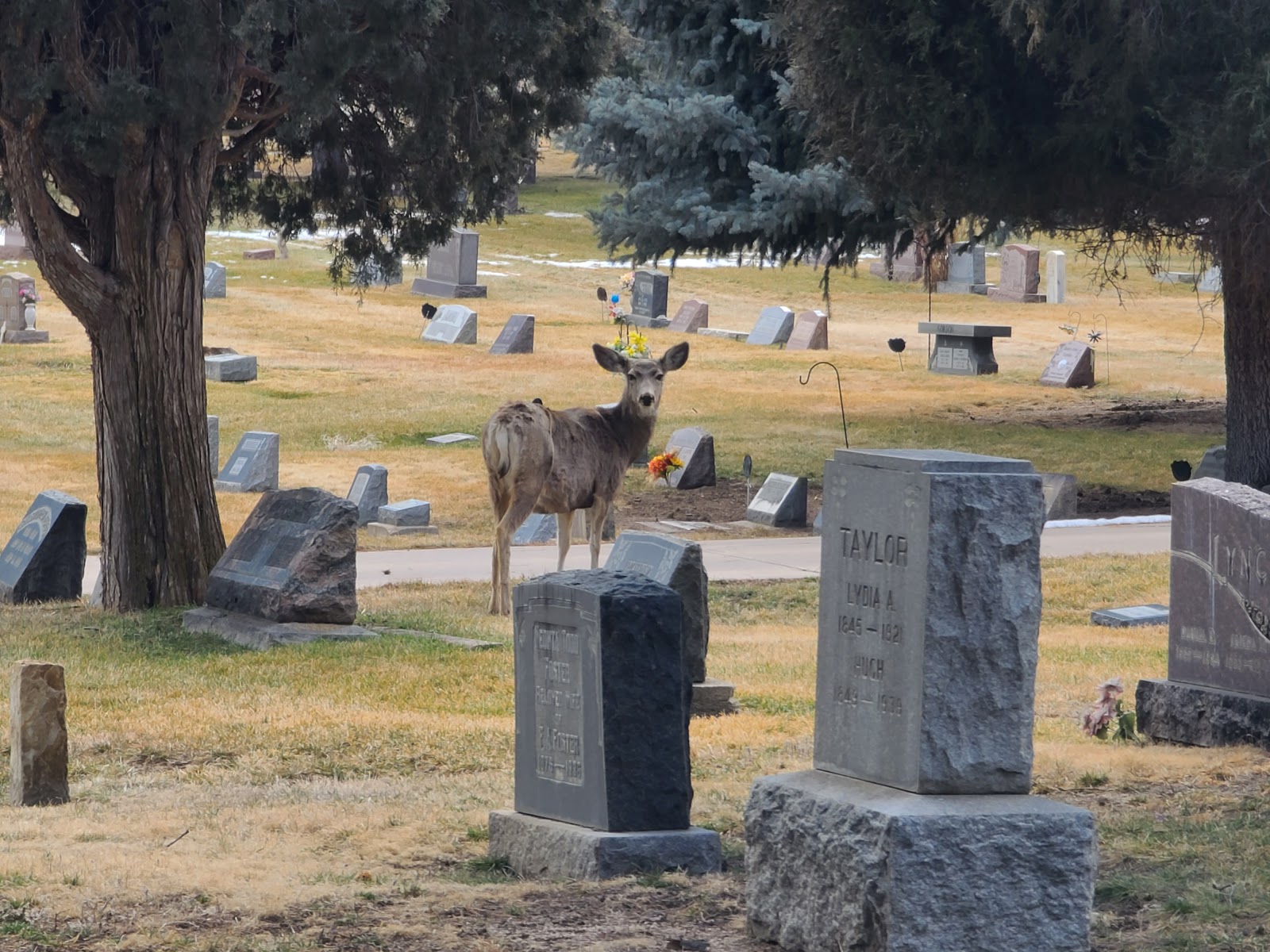 Cedar Hill Cemetery cemetery grounds and headstones