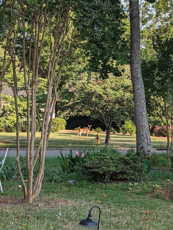 City Cemetery of Raleigh grounds