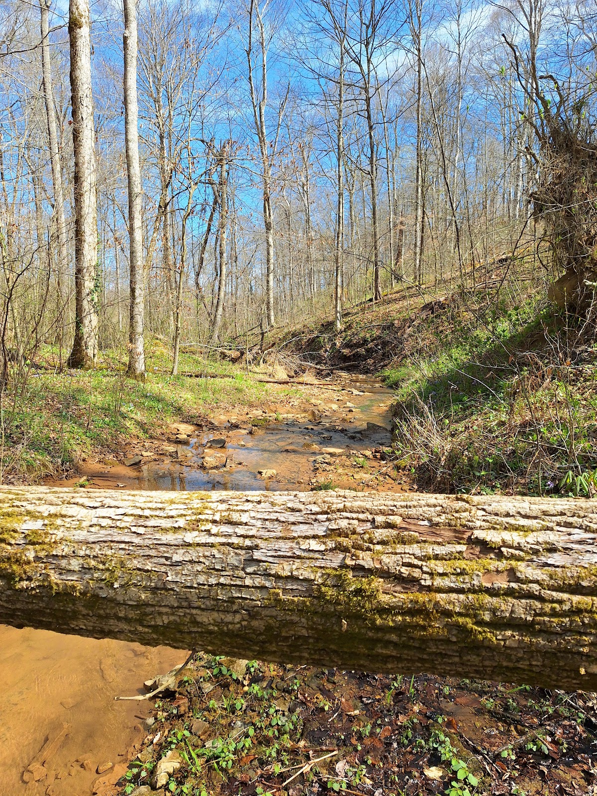 Clay Hill Memorial Forest cemetery grounds and headstones
