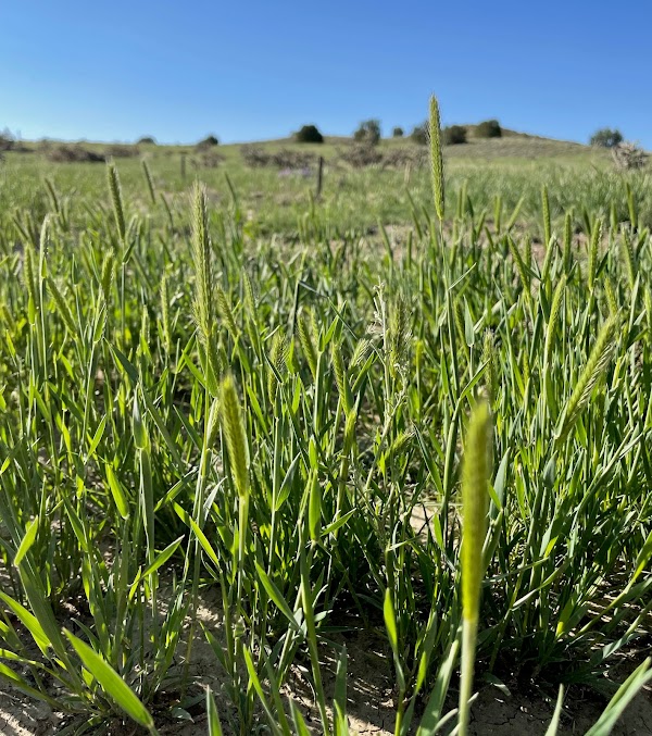 Colorado Burial Preserve & Cremation Garden grounds