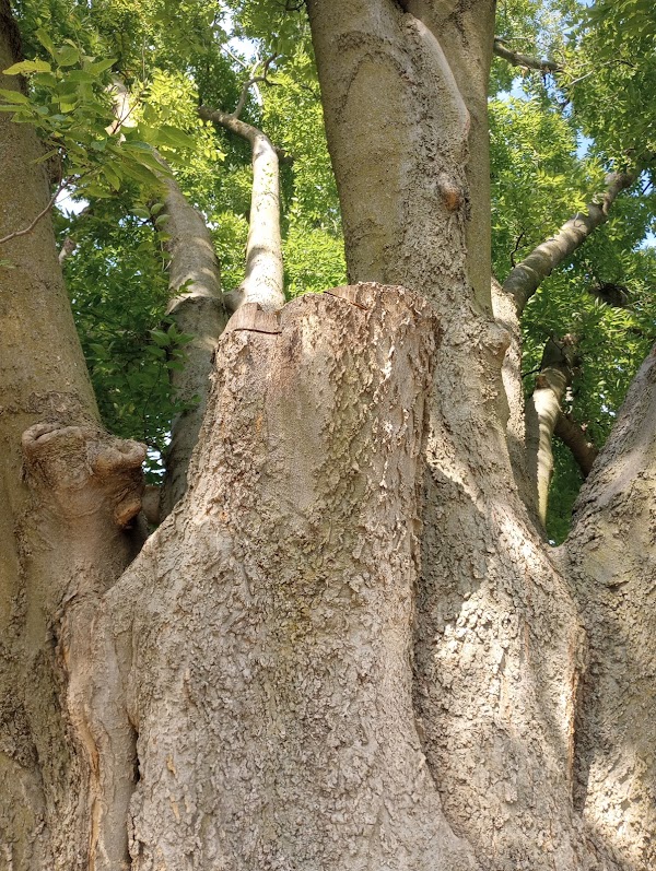 Columbia Cemetery grounds
