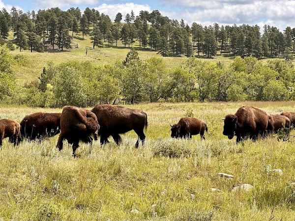 Custer State Park grounds