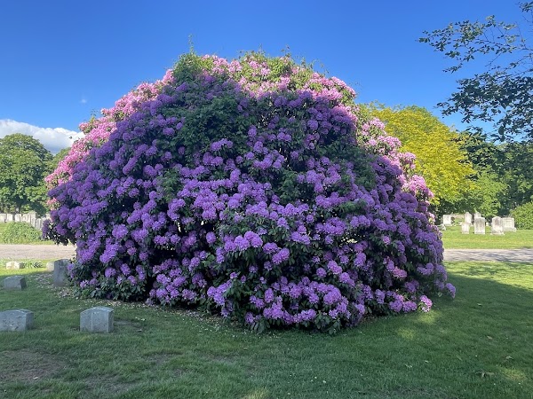 Elm Grove Cemetery grounds