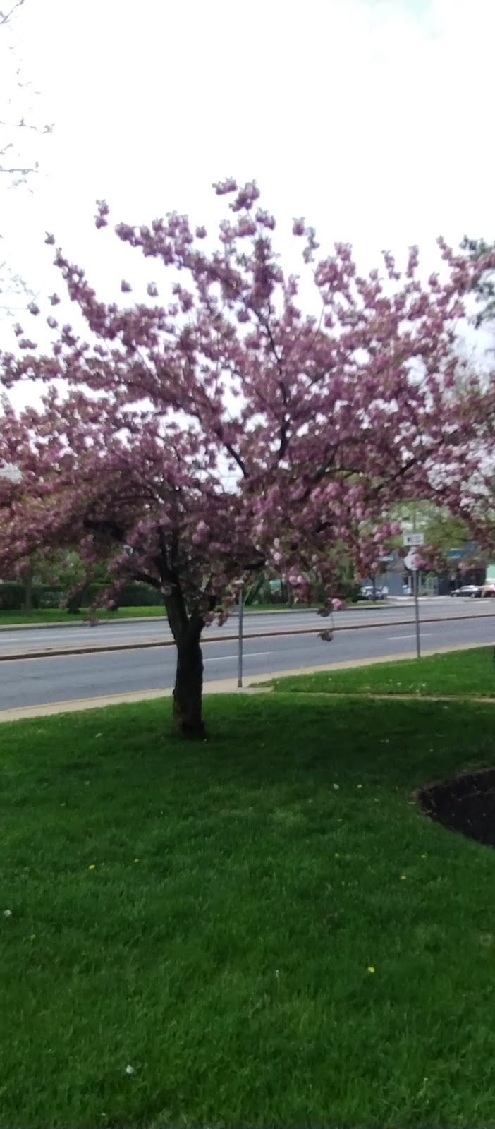 Elsmere cemetery grounds and headstones