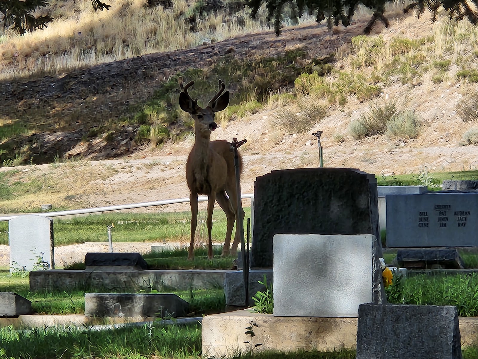 Ely Nevada Cemetery cemetery grounds and headstones