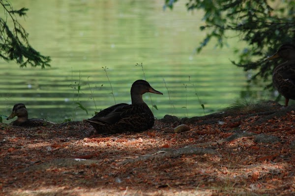 Evergreen Cemetery grounds