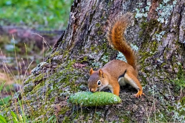 Evergreen Cemetery grounds