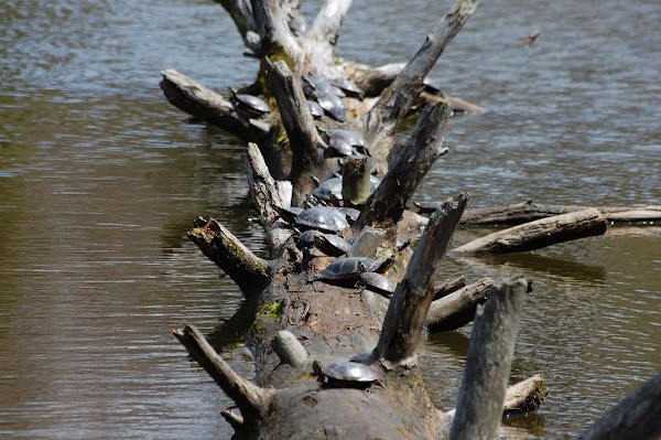 Evergreen Cemetery grounds