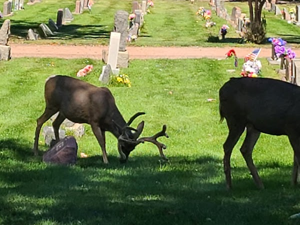 Fairviewramsell Cemetery grounds