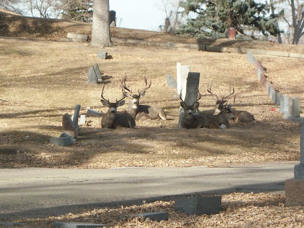 Fairviewramsell Cemetery grounds