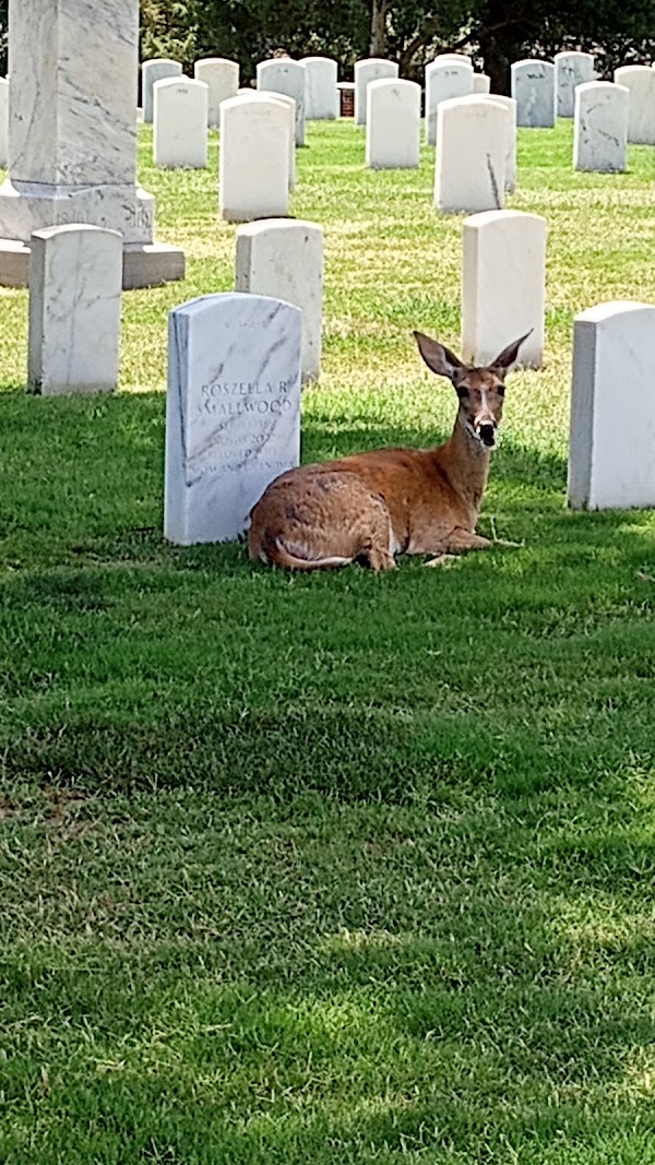 Fayetteville National Cemetery grounds