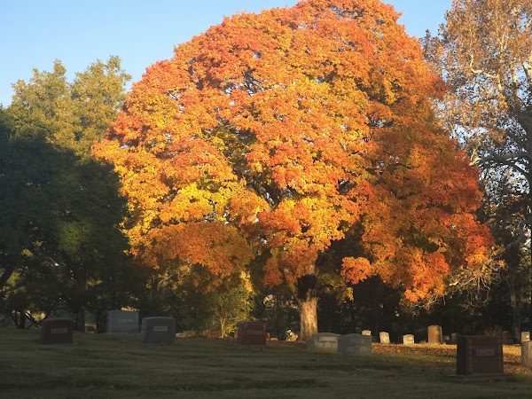 Forest Hill & Calvary Cemetery grounds